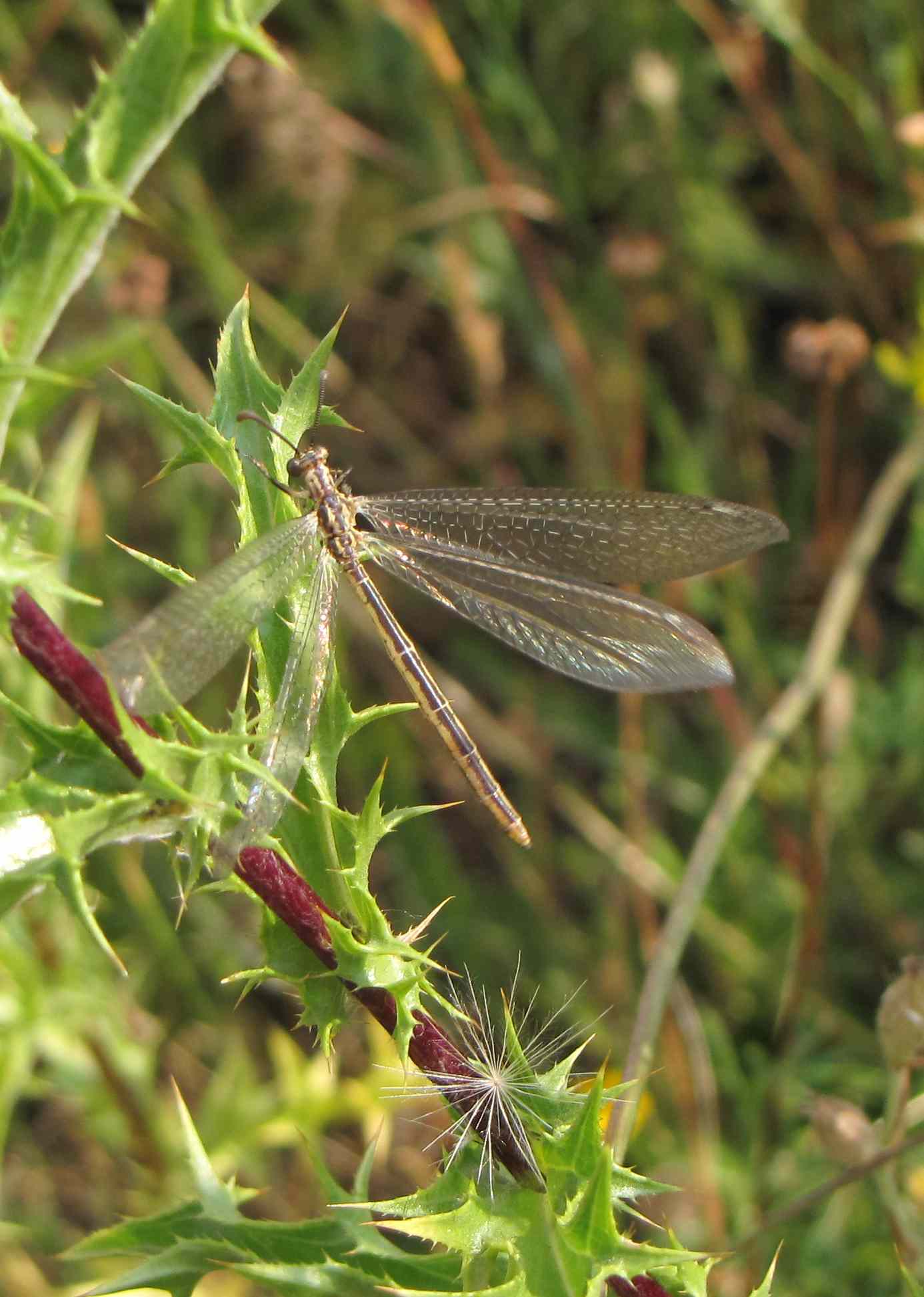 Macronemurus appendiculatus